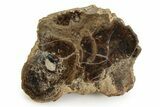 Polished Fossil Stromatolite Colony - Utah #351215-1